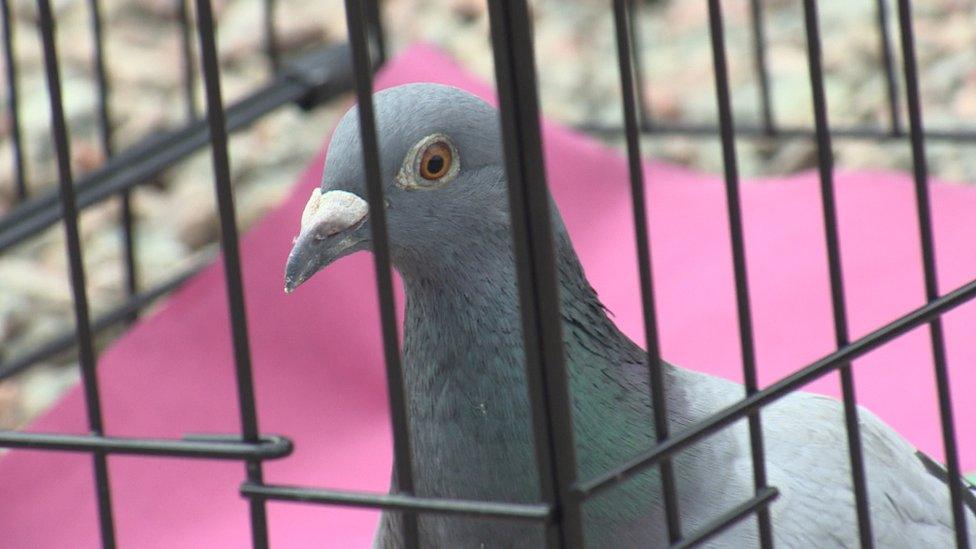 Pigeon