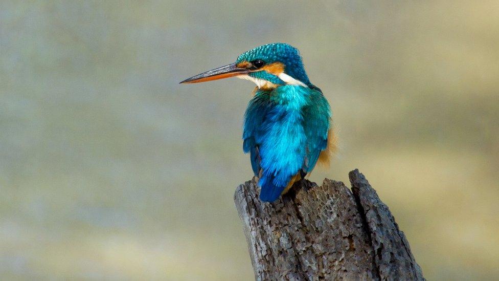 Kingfisher