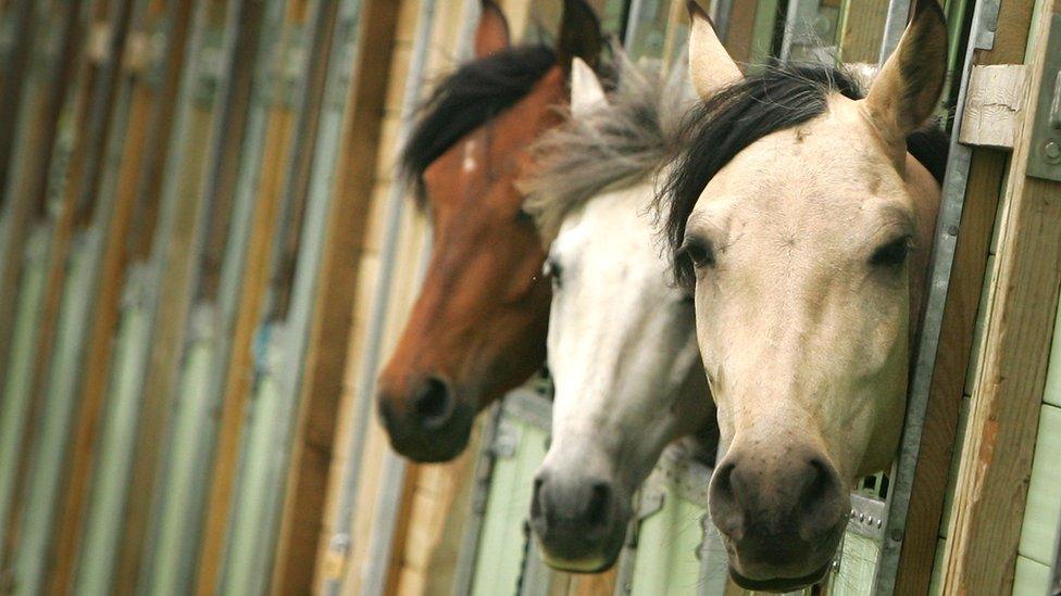 Horses in stables