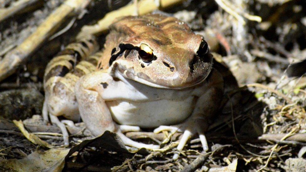 Leptodactylus fallax in the wild