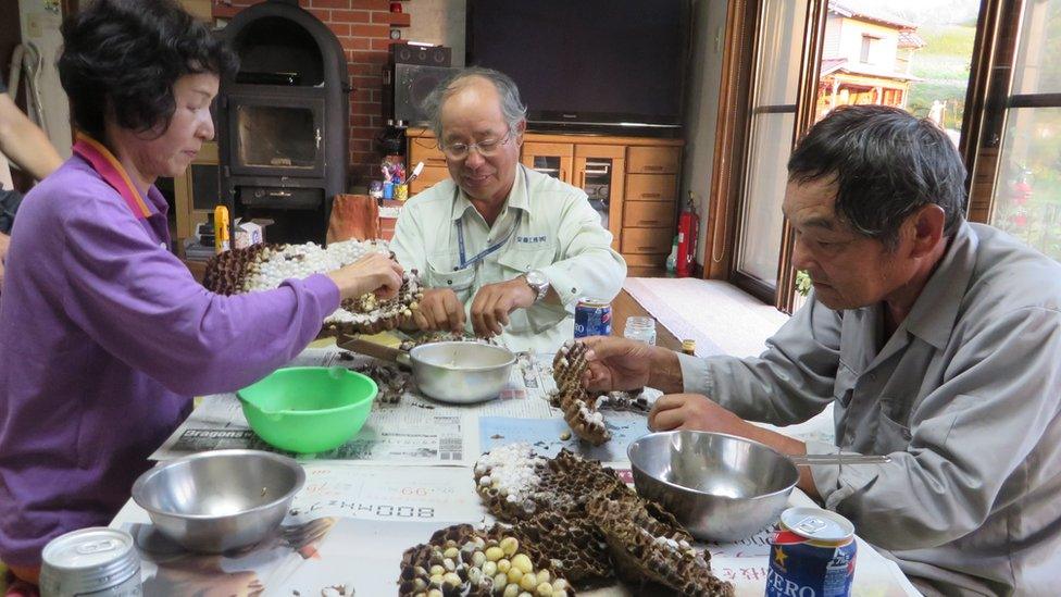 Hornet picking at the table