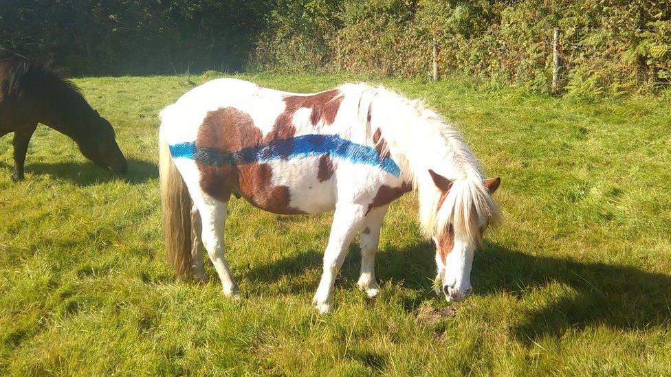 Pony with blue paint on its coat