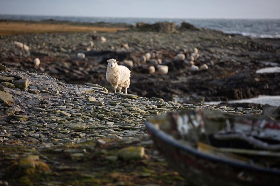 Sheep on North Ronaldsay foreshore