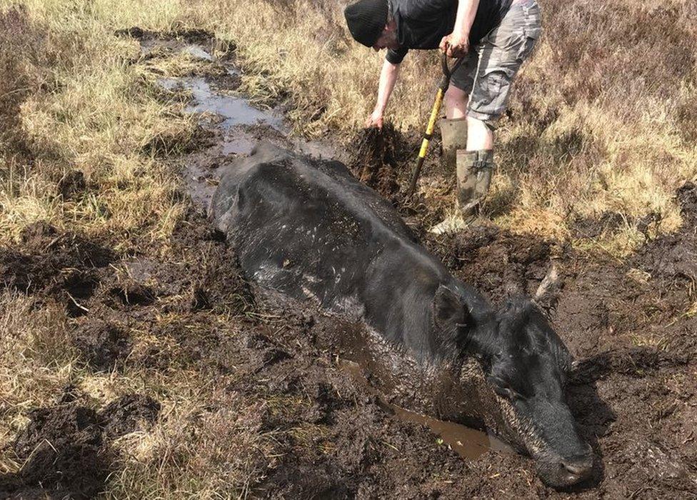 Cow stuck in bog