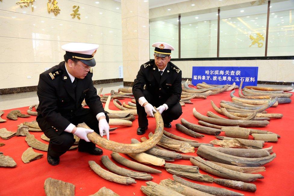 Picture of mammoth tusks seized in Heilongjiang province in China on 11 April 2017