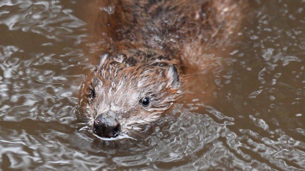 Hamish the beaver