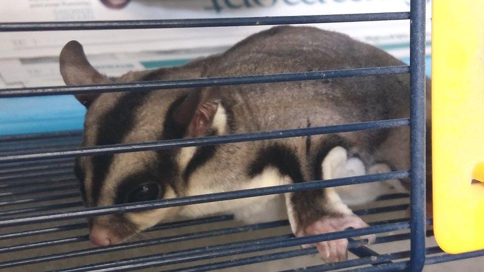 Sugar glider