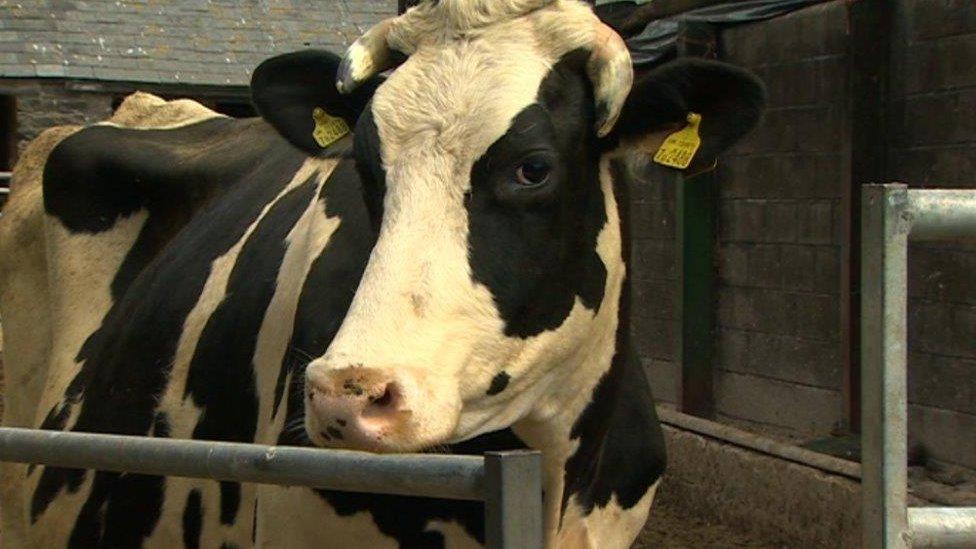 Dairy cow on Abi Reader's farm