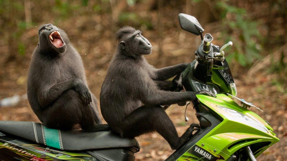 Two monkeys sit on a moped