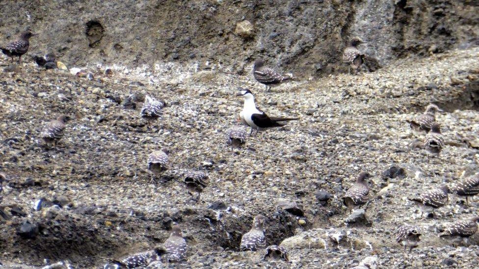 Sooty terns are nesting in the gullies around the crater lake.