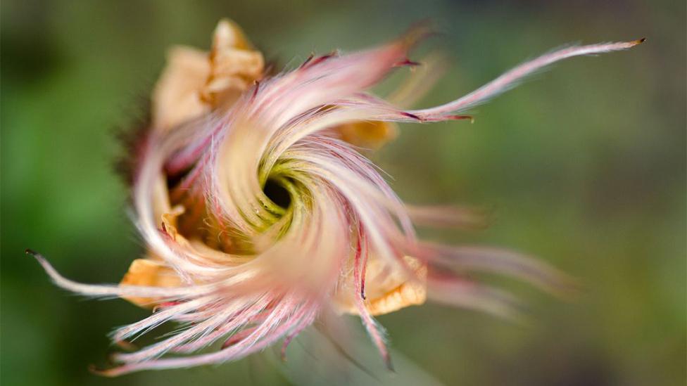 Mountain Avens