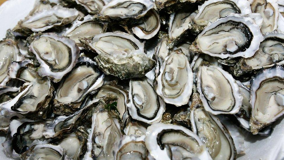 Oysters on a plate