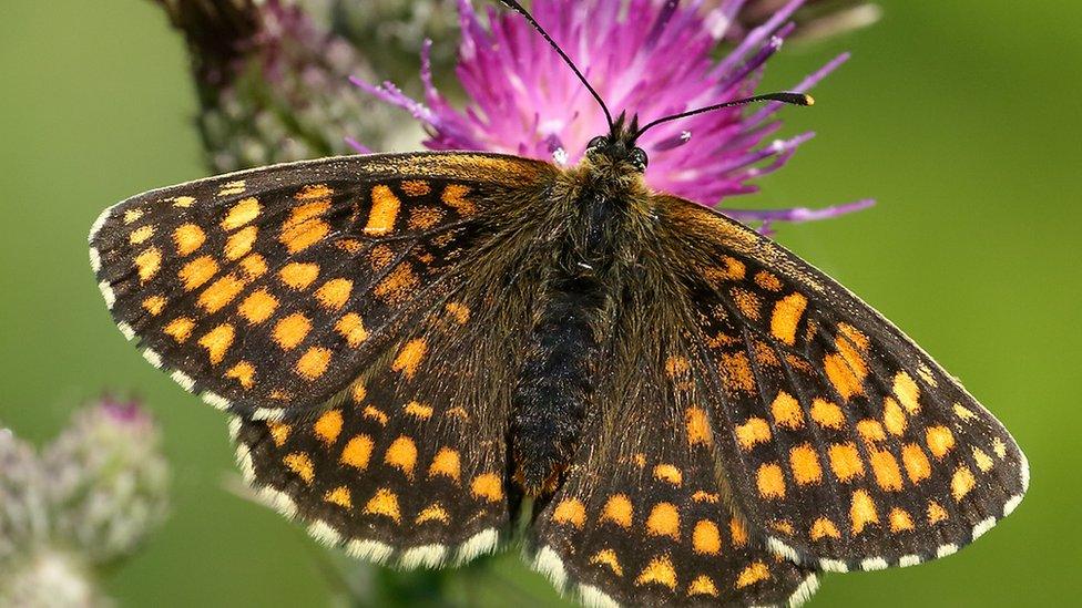 The Heath Fritillary Butterfly