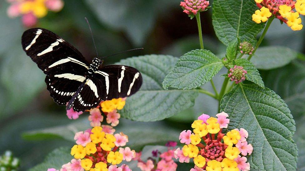 Zebra-Longwing-butterfly-resting-on-leaves.