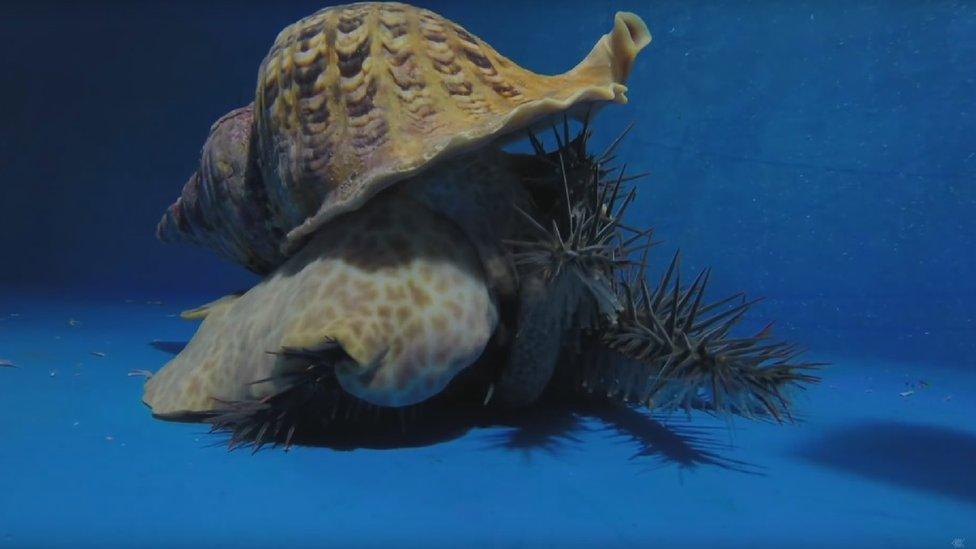 The Pacific triton sea snail on the hunt