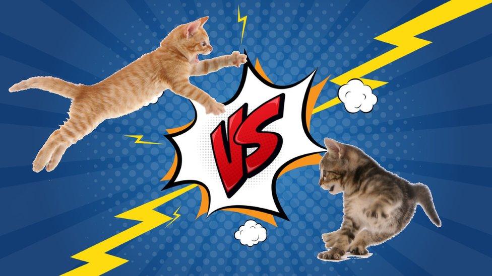 cats-fighting.