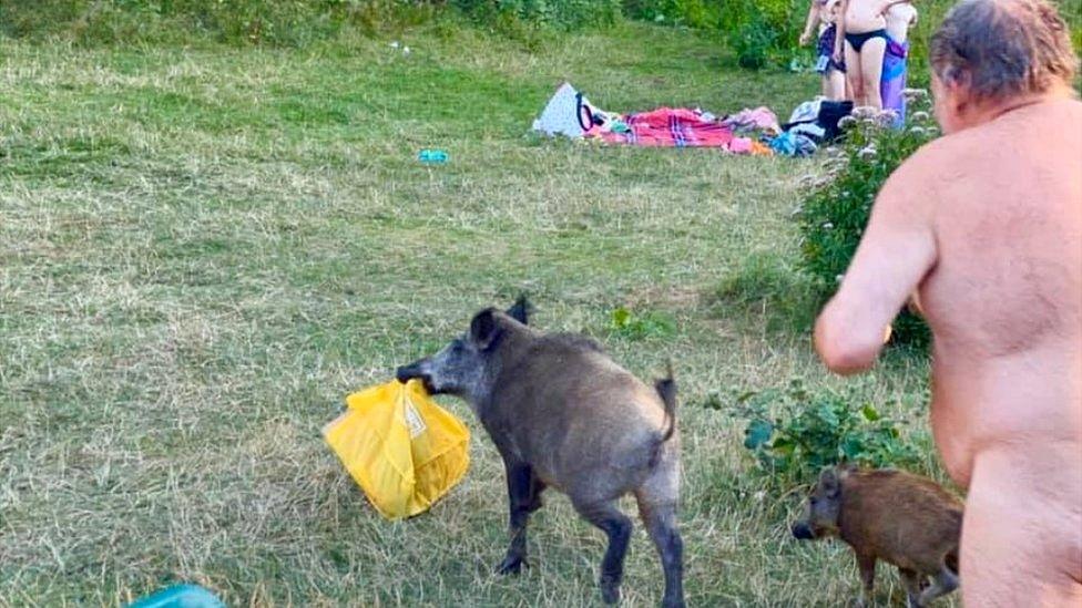 Naked man chasing wild boar