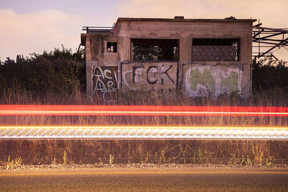 Barn owls in a derelict building