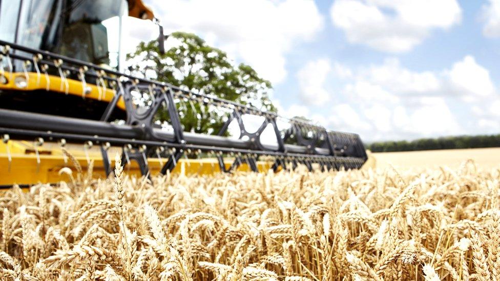 field of wheat