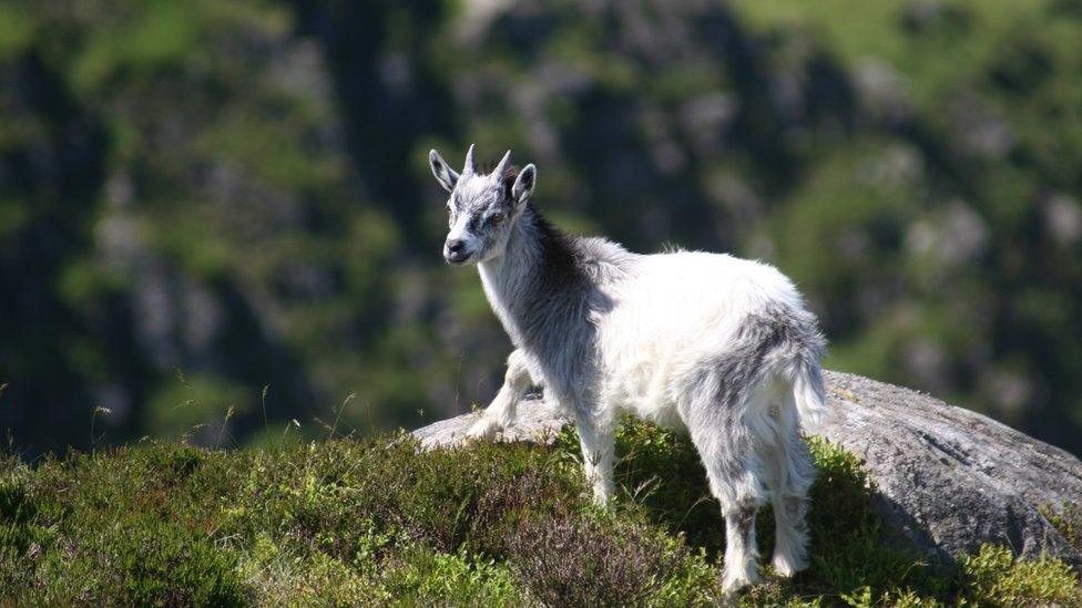 A wild goat kid in Snowdonia