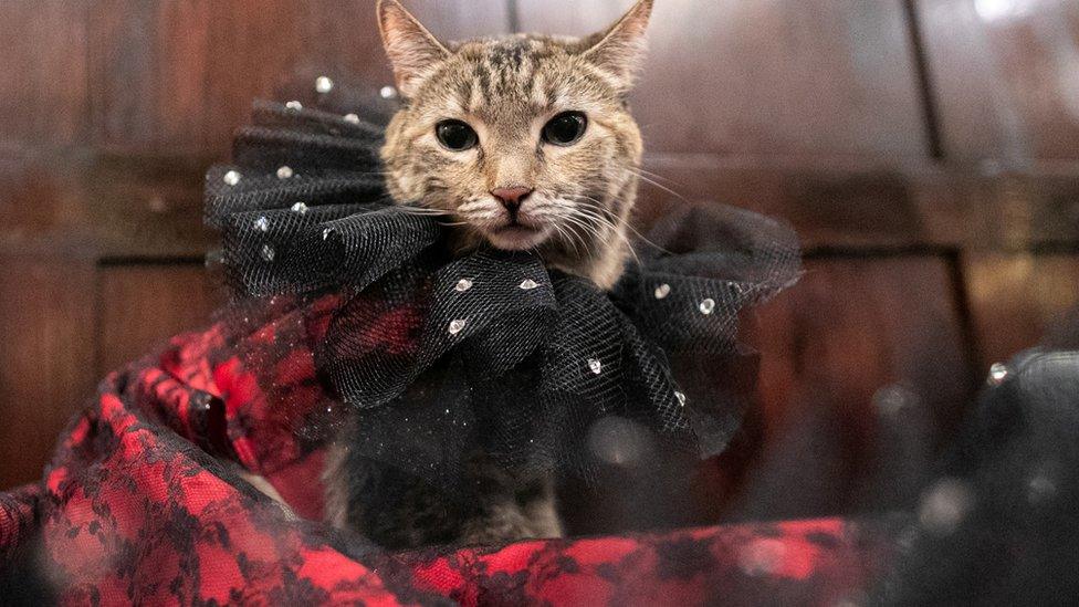 A-cat-in-a-black-and-red-costume-with-frilly-collar.