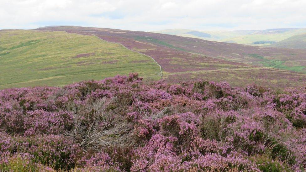 Langholm Moor