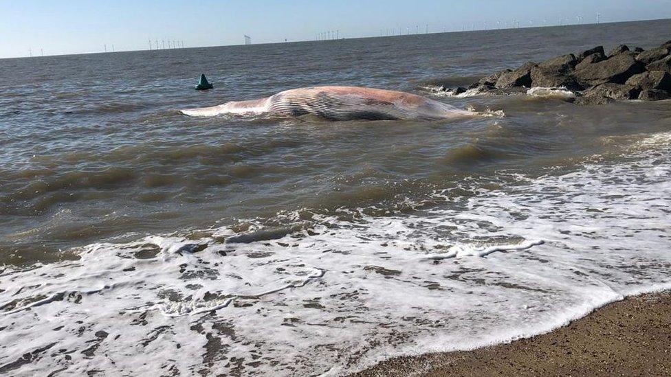 Whale on beach