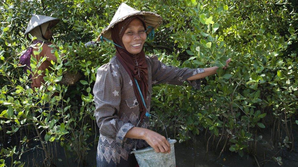 Harvesting mangrove trees (Image: Wetlands International/Nanang Sujanal)