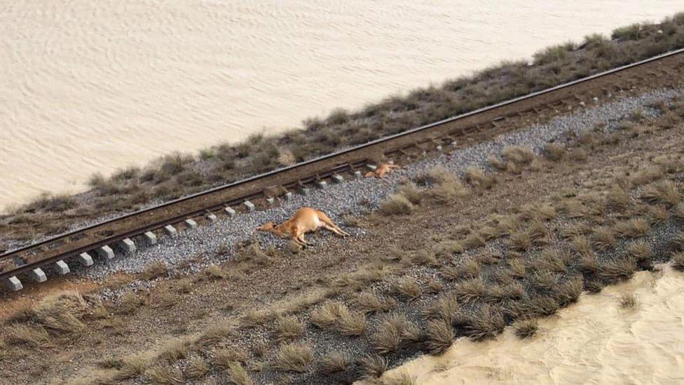 Dead cattle next to floodwater on a cattle station in Julia Creek, Queensland