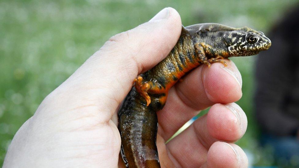 great crested newt