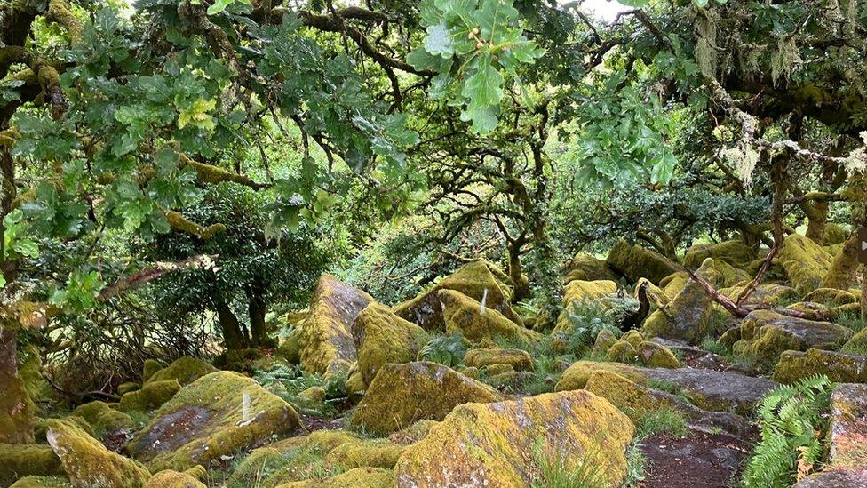 Wistman's Wood, Dartmoor