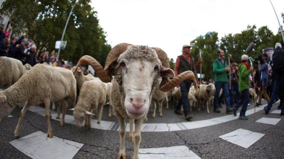 A goat stares into the camera in a close-up shot