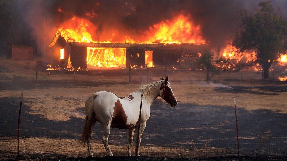 A horse stands in front of a house engulfed in flames from the Clayton Fire in Lower Lake, California, Sunday, 14 August 2016