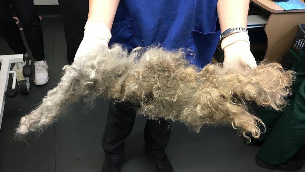 Some of Malcolm's shorn coat