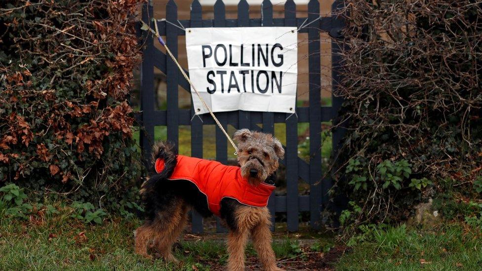 Dog outside a polling station in Northumberland