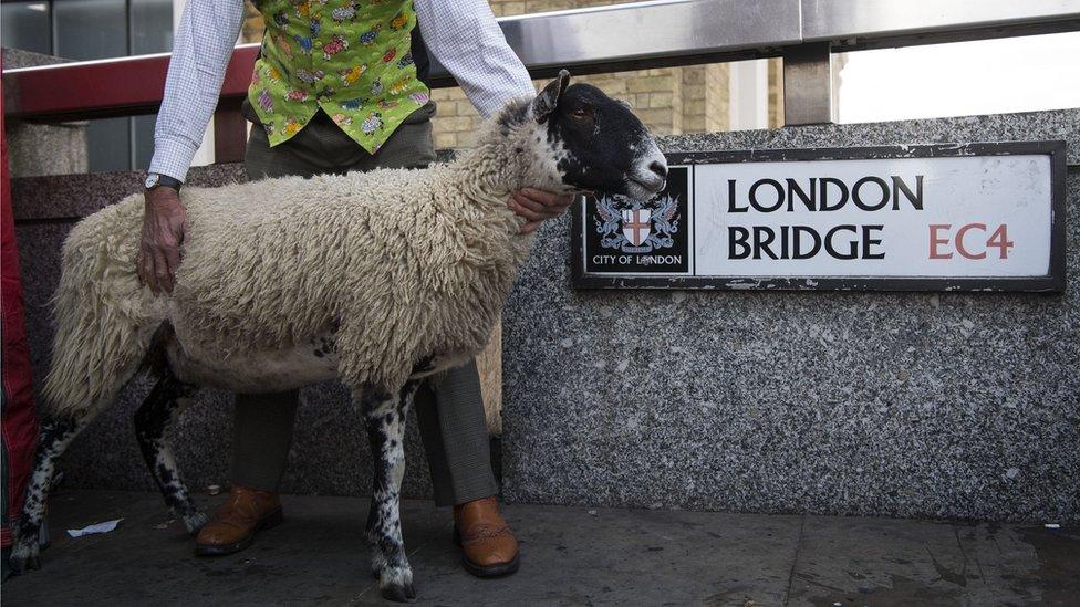 Sheep in front of the London Bridge sign