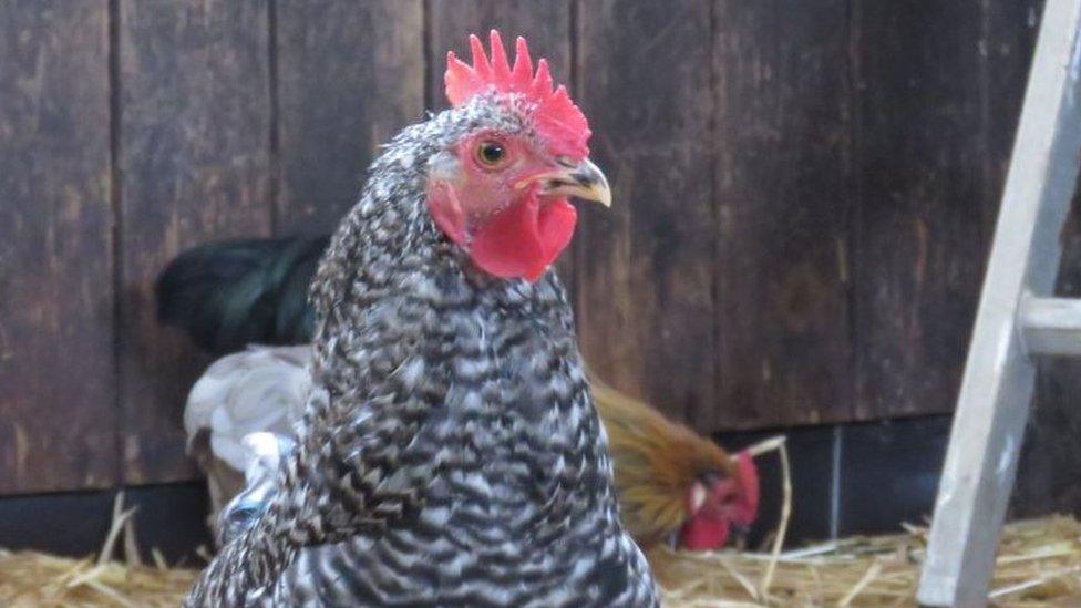 Cockerel at Margaret Green Animal Rescue Centre