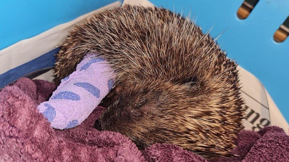 Injured hedgehog