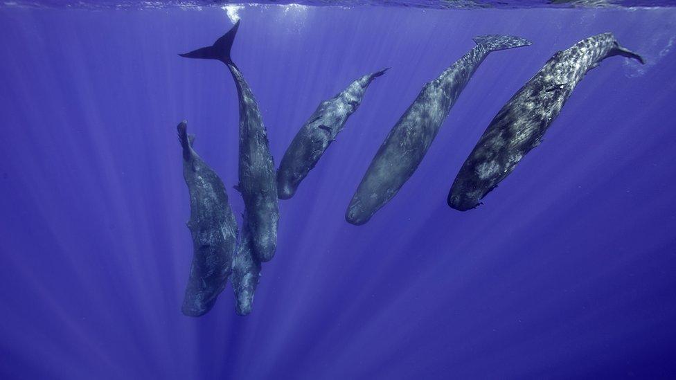 Pod of sperm whales