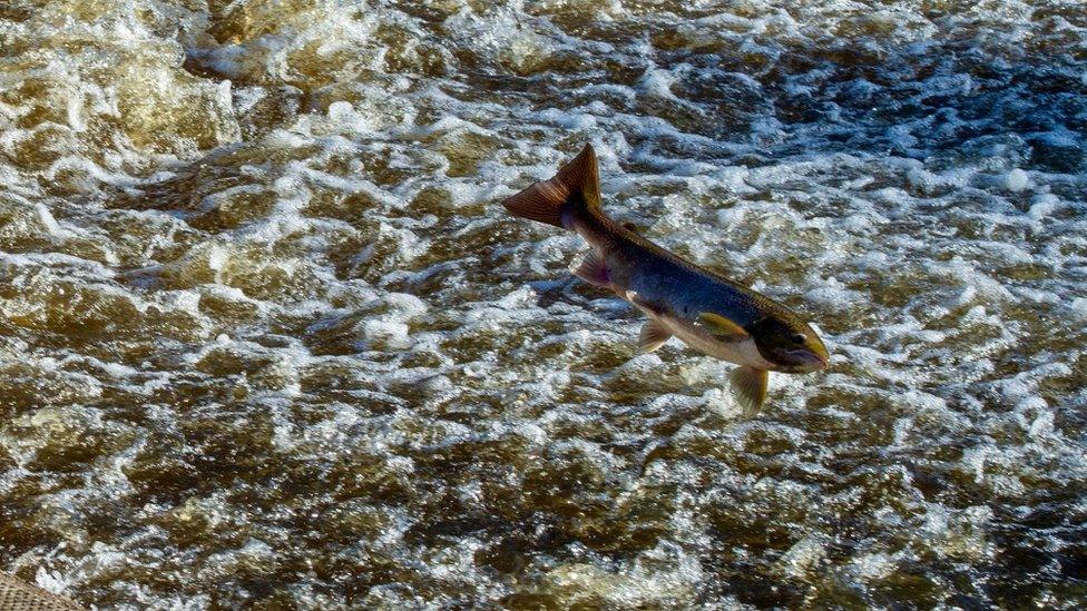 Leaping Shrewsbury salmon