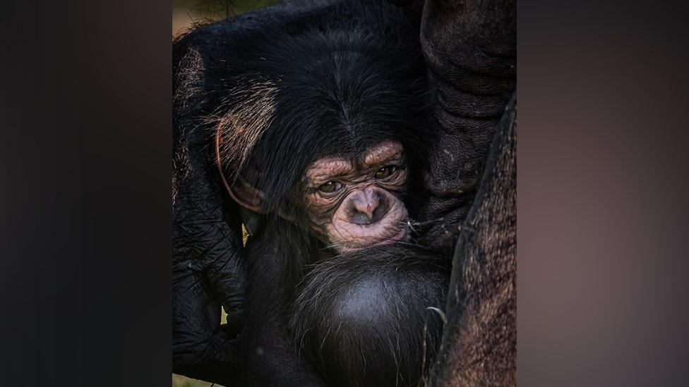 Rare baby chimpanzee