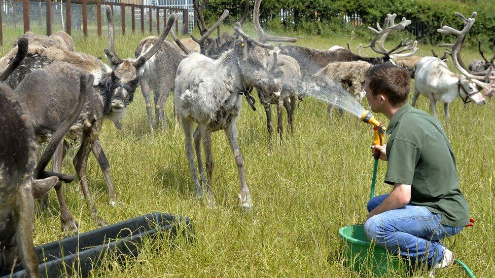 reindeer sprayed with water