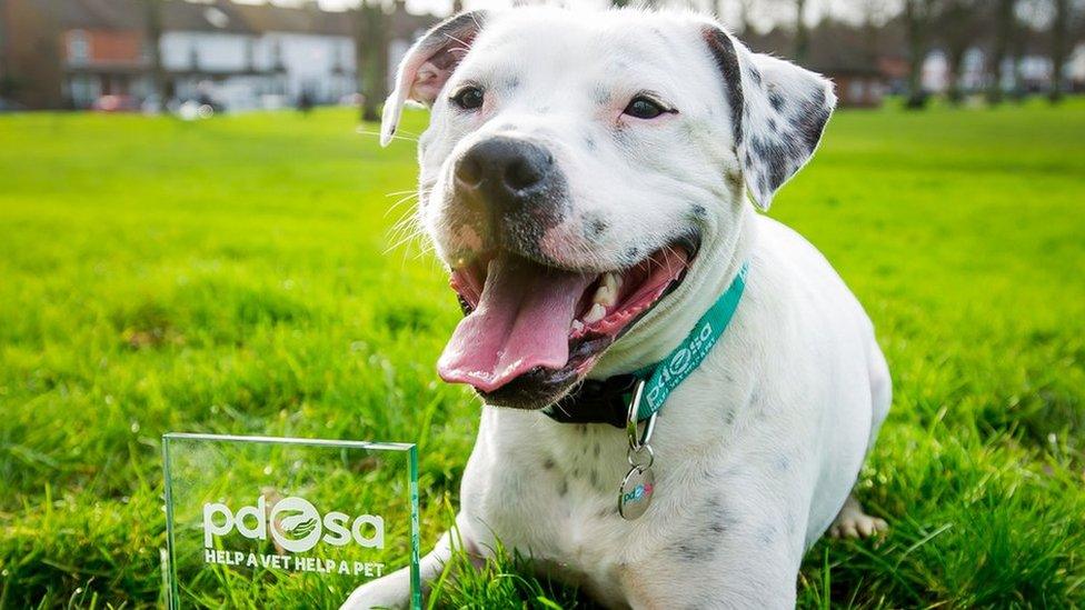 Ziggy with his PDSA pet of the year award