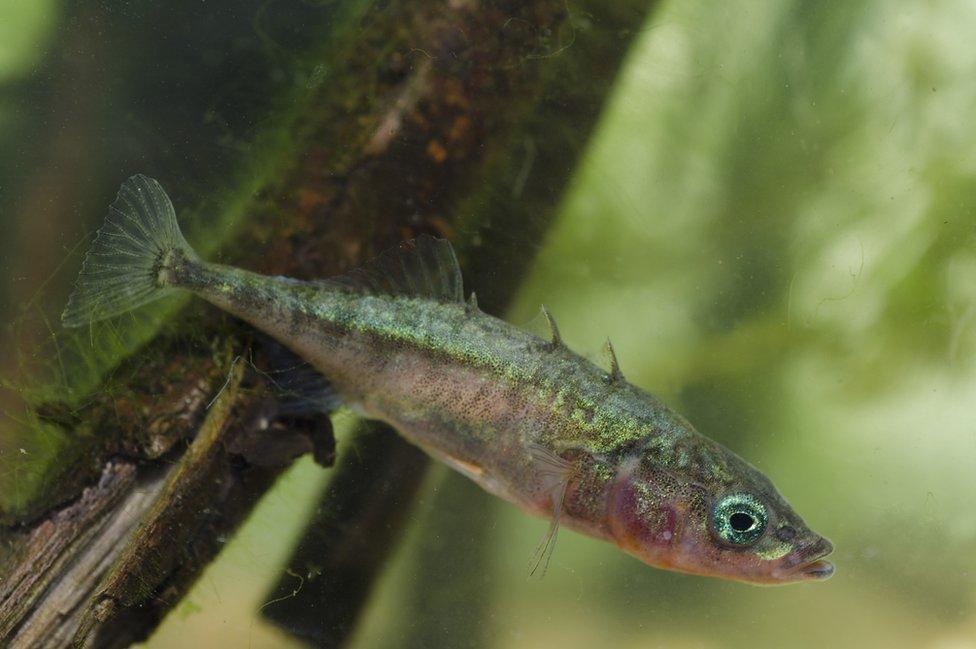 Three-spined stickleback