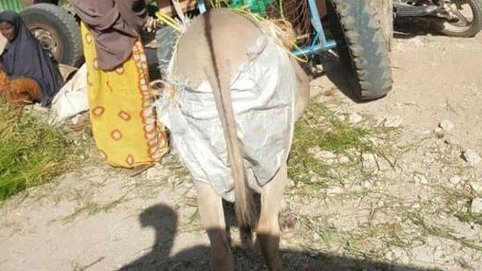 A donkey nappy pictured in Wajir, Kenya