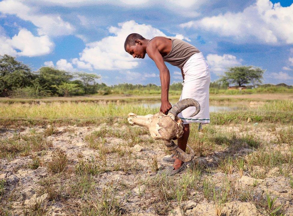 Sugreev picks up an animal skull