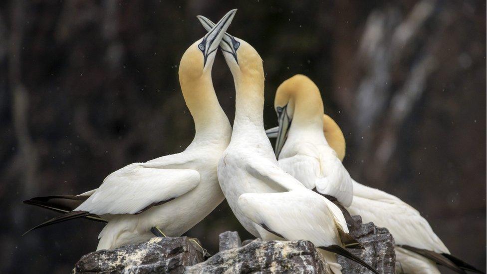 Bass Rock gannets