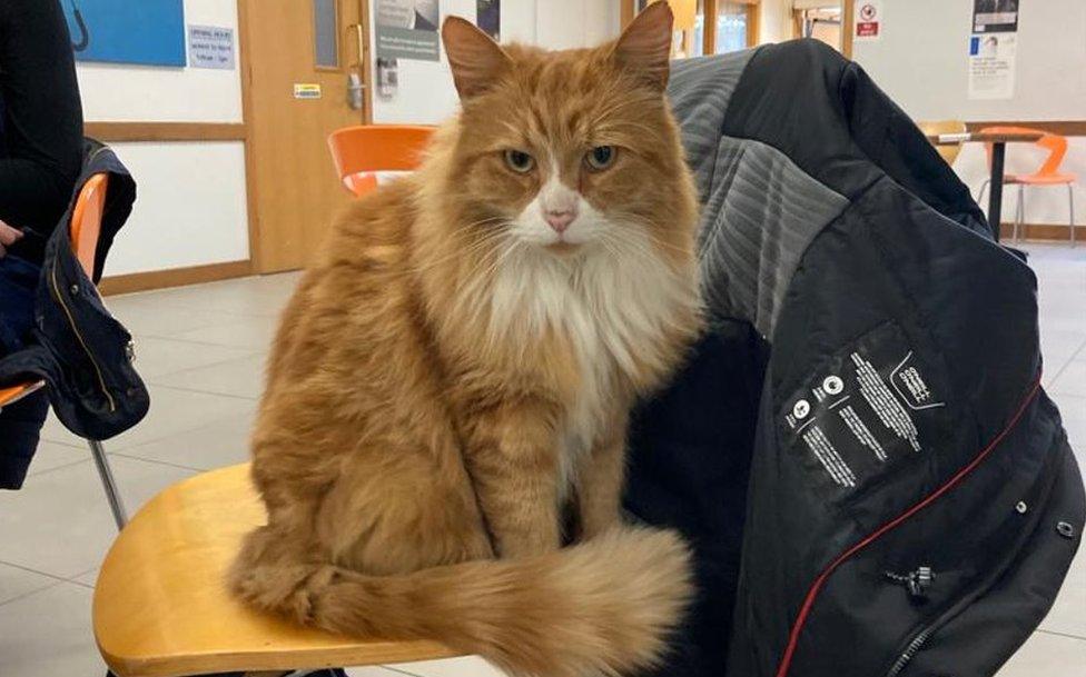 Henry the cat in Addenbrooke's Hospital