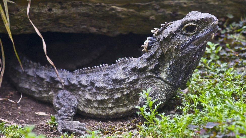 Tuatara