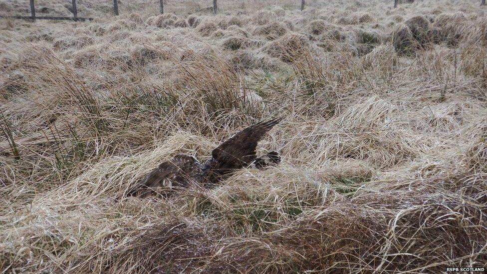 Dead hen harrier